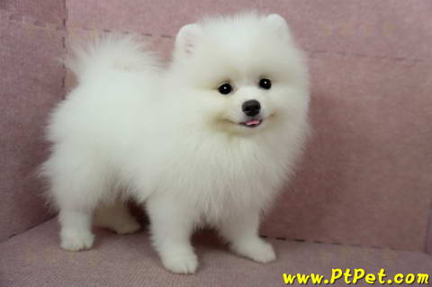 日新犬舍-每週一星